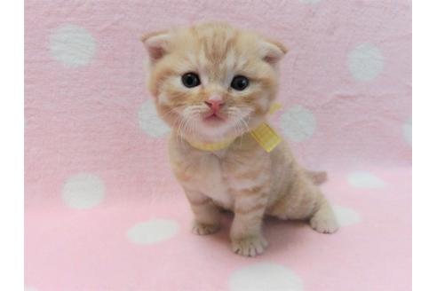成約済の広島県のスコティッシュフォールド-14375の2枚目
